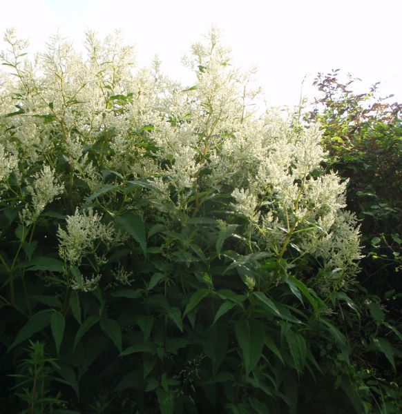 Busch-Knöterich Johanniswolke (Aconogonon spec. Johanniswolke)