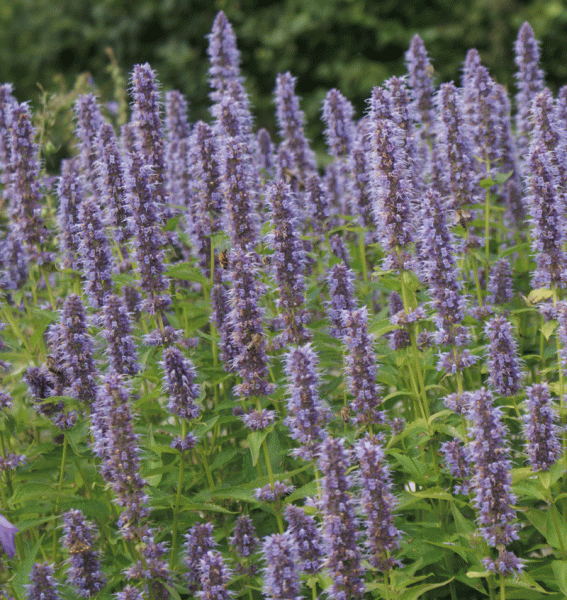 Blaunessel Blue Fortune (Agastache rugosa Blue Fortune)