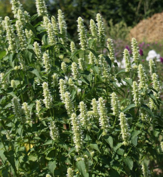 Duftnessel Alba (Agastache rugosa Alba)