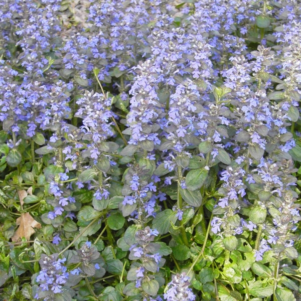 Kriechender Günsel Atropurpurea (Ajuga reptans Atropurpurea)