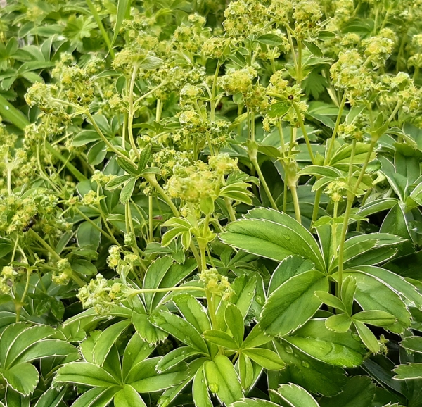 Hoppes Frauenmantel (Alchemilla hoppeana)