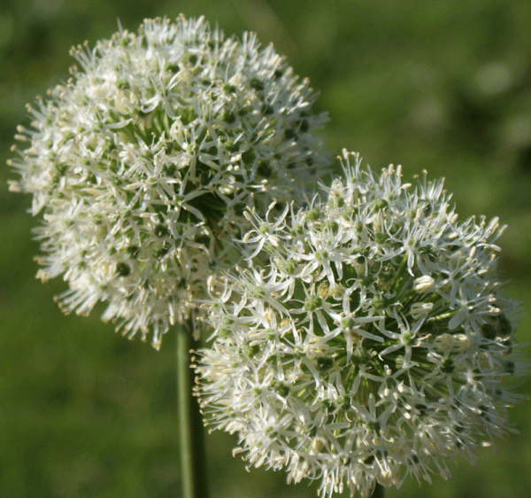 Riesen-Kugellauch Mount Everest (Allium Hybride Mount Everest)