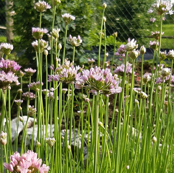 Kanten-Lauch (Allium angulosum)