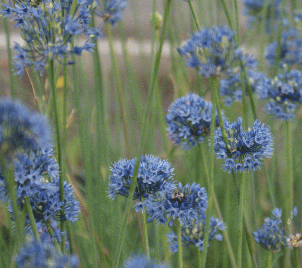Enzian-Lauch (Allium caeruleum, Allium azureum)
