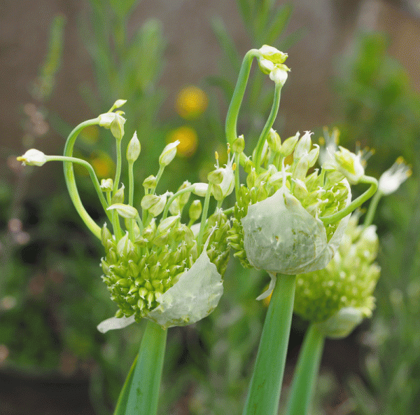 Winterhecken-Zwiebel, Schnattra (Allium fistulosum)