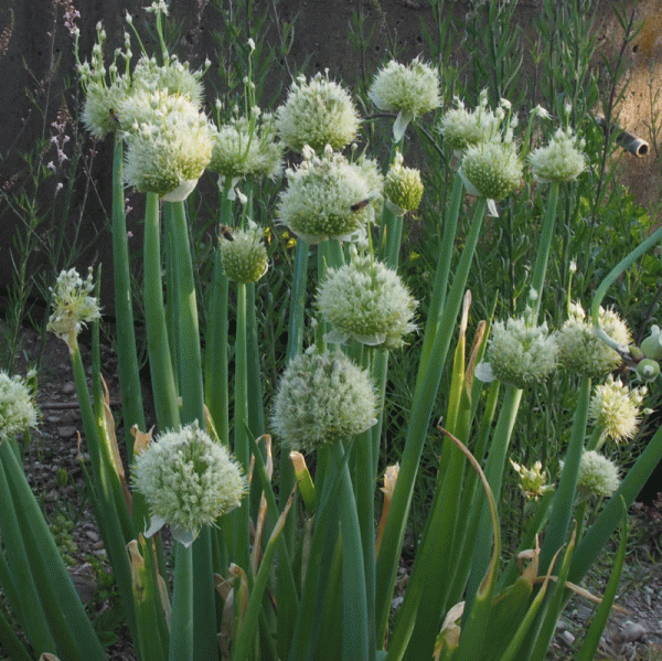 Winterhecken-Zwiebel, Schnattra (Allium fistulosum)