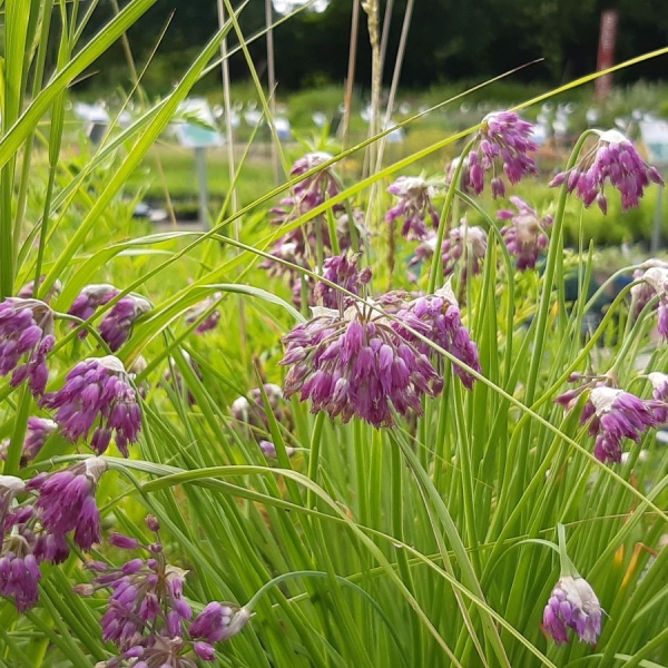 Zier-Lauch (Allium mairei var. amabile)