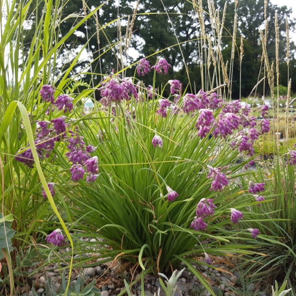 Zier-Lauch (Allium mairei var. amabile)