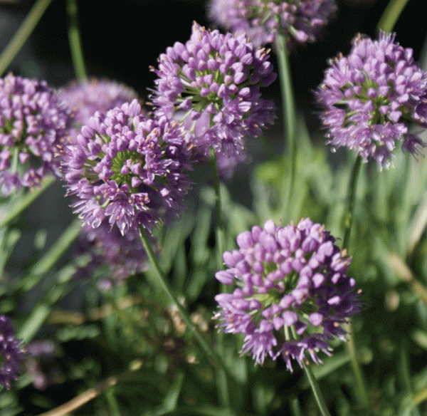 Berg-Lauch (Allium senescens ssp. montanum, Allium lusitanicum)