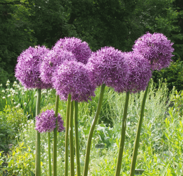 Riesen-Kugellauch Globemaster (Allium Hybride Globemaster)