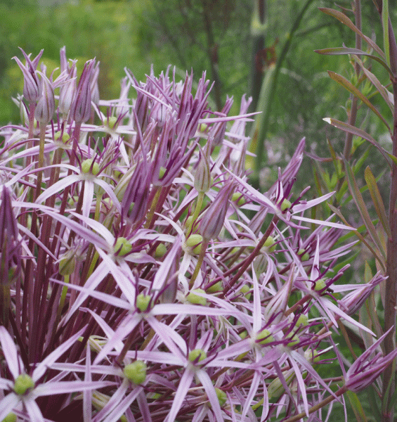 Sternkugel-Lauch (Allium christophii)