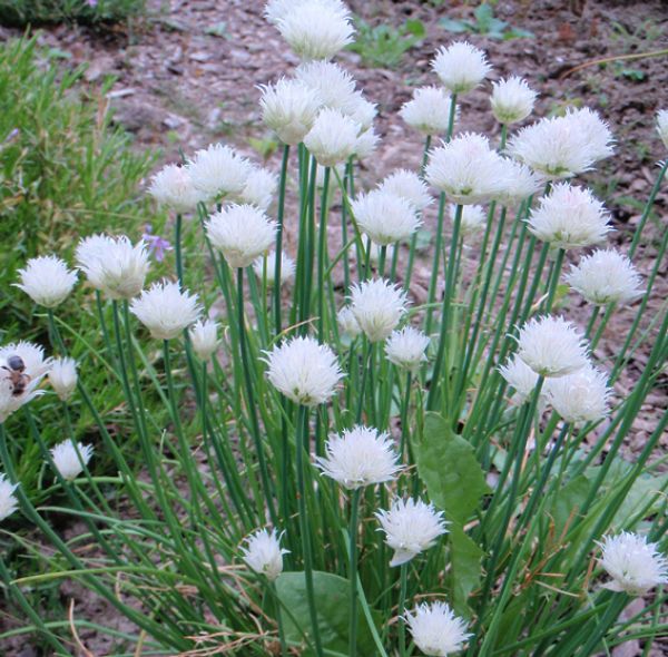 Weißer Schnittlauch Corsican White (Allium schoenoprasum Corsican White)