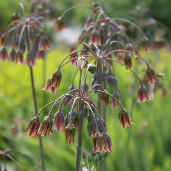 Bulgarischer Lauch (Allium siculum)