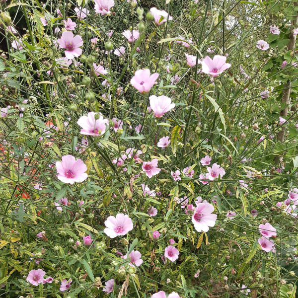 Hanfblättriger Eibisch (Althaea cannabina)