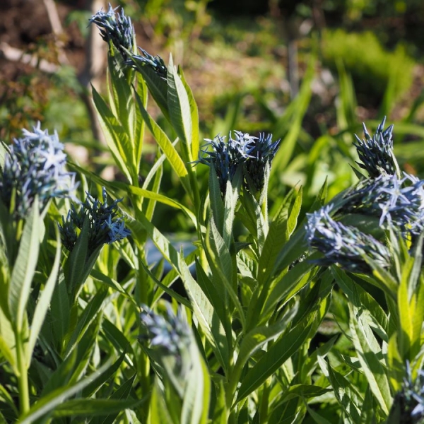 Weidenblättriger Röhrenstern, Blausternbusch (Amsonia tabernaemontana sub. salicifolia)