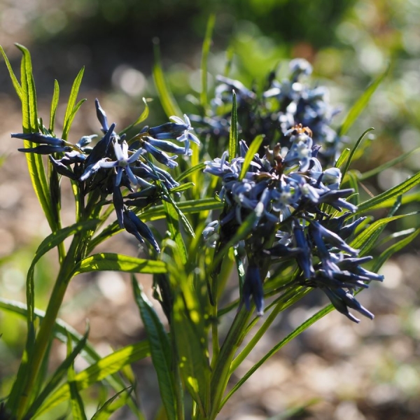 Weidenblättriger Röhrenstern, Blausternbusch (Amsonia tabernaemontana sub. salicifolia)