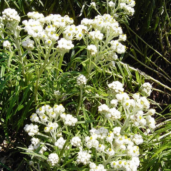 Perlkörbchen Neuschnee (Anaphalis margaritacea Neuschnee)