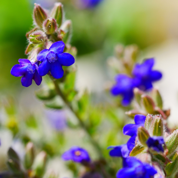 Ochsenzunge (Anchusa officinalis)