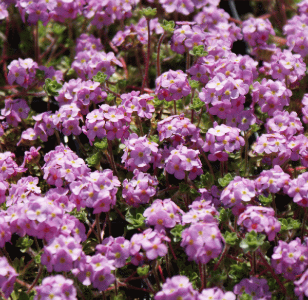 Kleiner Tibet-Mannschild (Androsace sempervivoides)