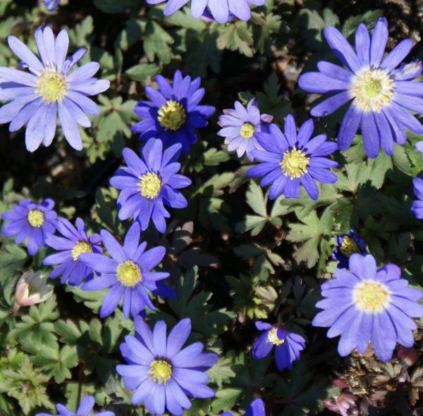 Frühlingsanemone Blue Shades (Anemone blanda Blue Shades)