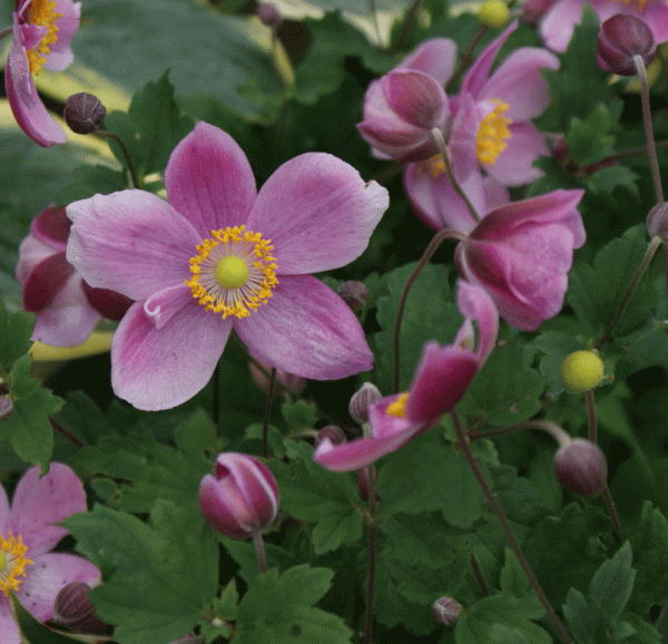 Herbst-Anemone Praecox (Anemone hupehensis Praecox)