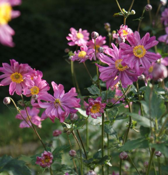 Herbst-Anemone Margarete (Anemone japonica Margarete)