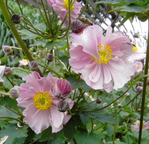 Herbst-Anemone Königin Charlotte (Anemone japonica Königin Charlotte)