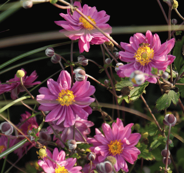 Herbst-Anemone Pamina (Anemone japonica Pamina)