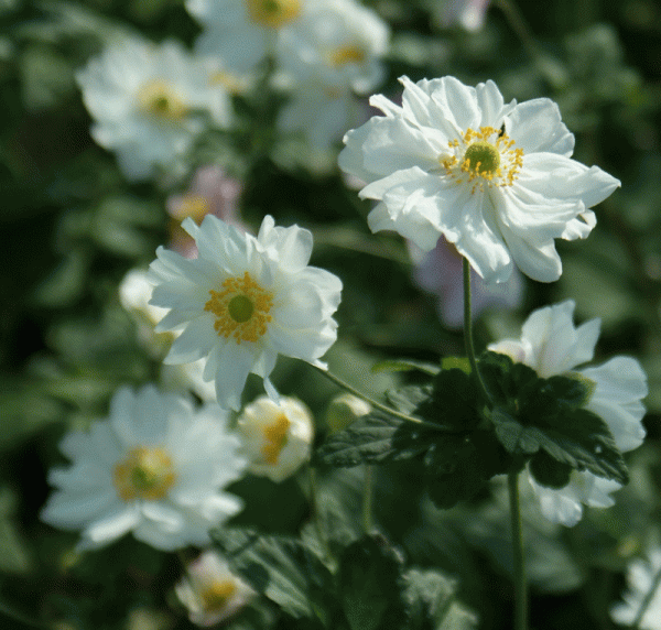 Herbst-Anemone Wirbelwind (Anemone japonica Wirbelwind)