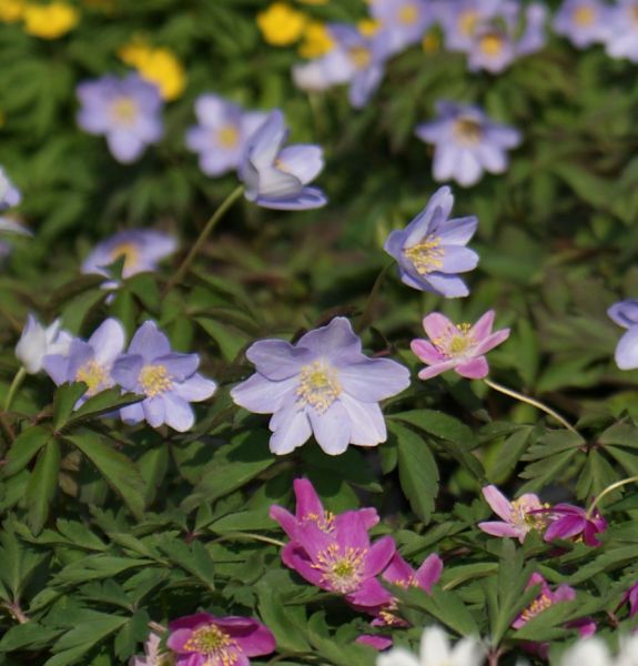 Buschwindröschen Allenii (Anemonoides; syn. Anemone nemorosa Allenii)