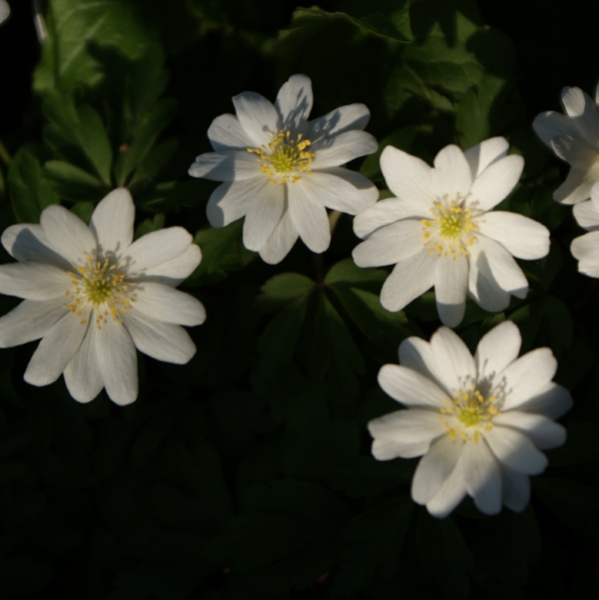 Buschwindröschen Hilda (Anemonoides; syn. Anemone nemorosa Hilda)