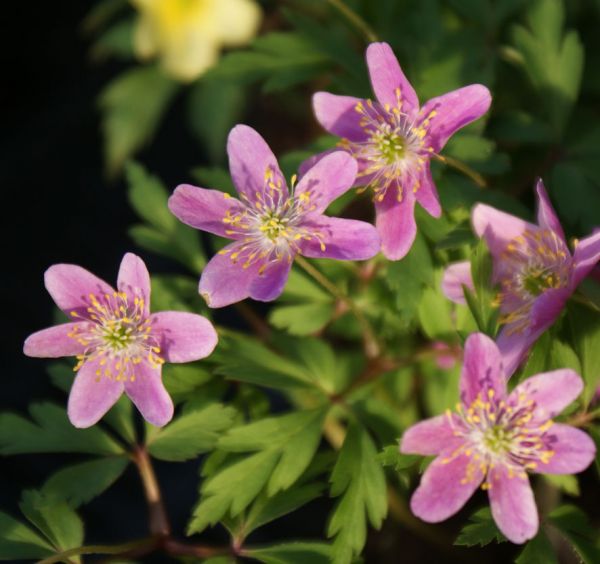 Buschwindröschen Rosea (Anemonoides; syn. Anemone nemorosa Rosea)