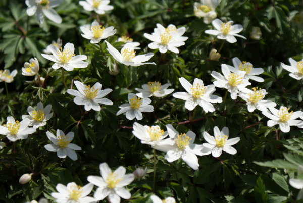 Buschwindröschen (Anemonoides nemorosa; syn. Anemone nemorosa)