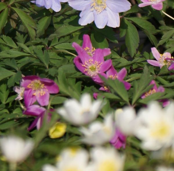 Buschwindröschen Bowles Purple (Anemonoides; syn. Anemone nemorosa Bowles Purple)