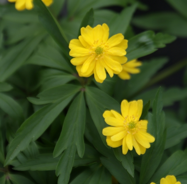 Gelbes Windröschen Semiplena (Anemone ranunculoides Semiplena)