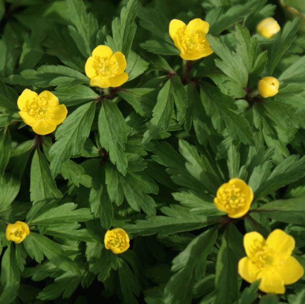 Gelbes Windröschen (Anemone ranunculoides)