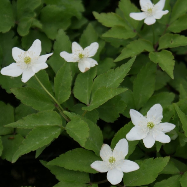 Dreiblatt-Windröschen (Anemone trifolia)