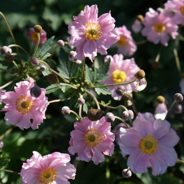 Herbst-Anemone Septemberglanz (Anemone tomentosa Septemberglanz)