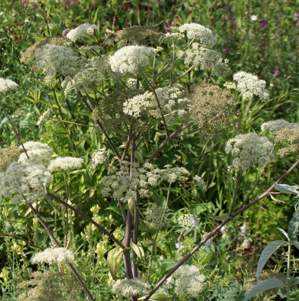 Wald-Engelwurz (Angelica sylvestris)