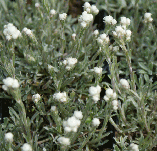 Katzenpfötchen Weiße Immortelle (Antennaria dioica Weiße Immortelle)