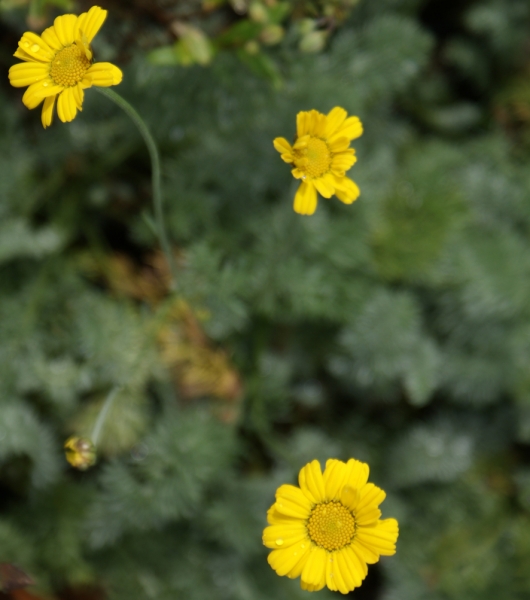 Silbrige Hundskamille (Archanthemis marschalliana; syn. Anthemis marschalliana)