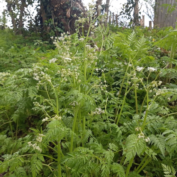 Wiesen-Kerbel (Anthriscus sylvestris)