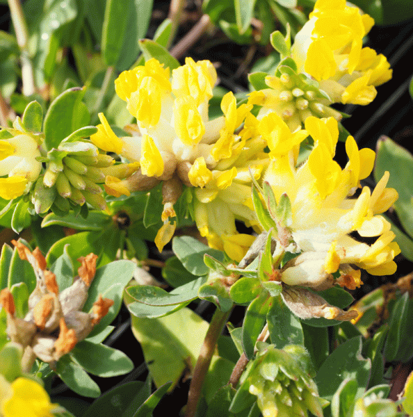 Gewöhnlicher Wundklee (Anthyllis vulneraria)