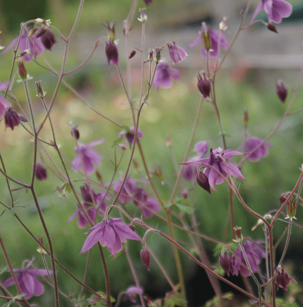 Tibet-Akelei (Aquilegia rockii)