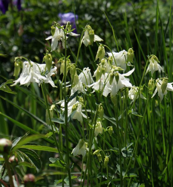 Gewöhnliche Akelei Alba (Aquilegia vulgaris Alba)