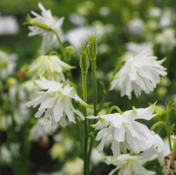 Akelei White Barlow (Aquilegia vulgaris White Barlow)