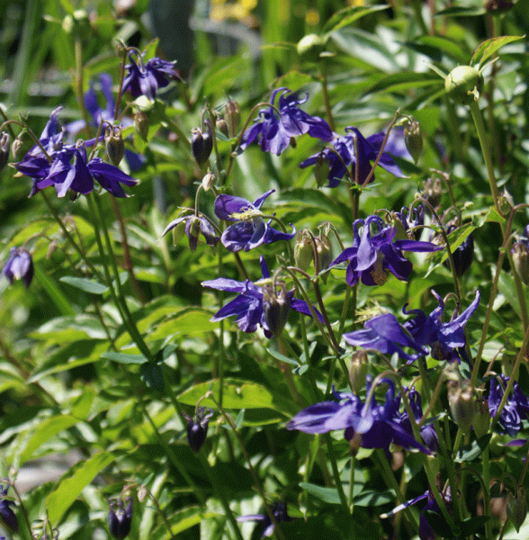 Gewöhnliche Akelei (Aquilegia vulgaris)