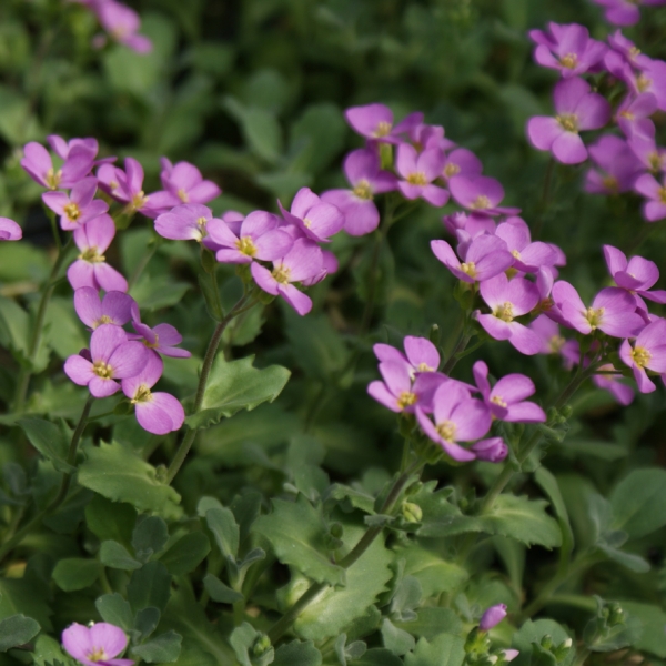 Arabis caucasica Hedi (Gänsekresse)