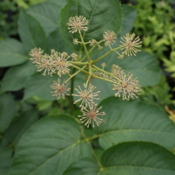 Staudenaralie (Aralia californica)