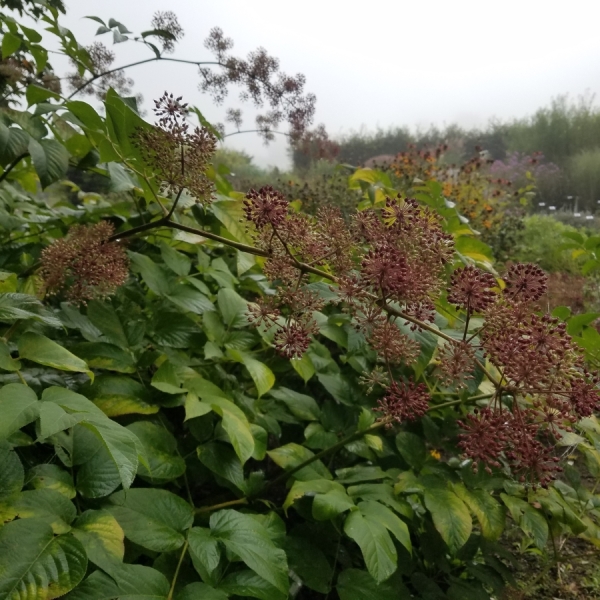 Staudenaralie (Aralia californica)